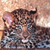  Leopardo de Amur 