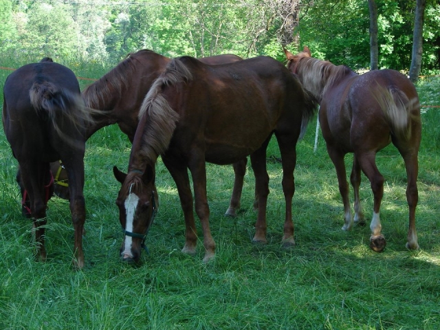 Nuestros caballos en el pasto 