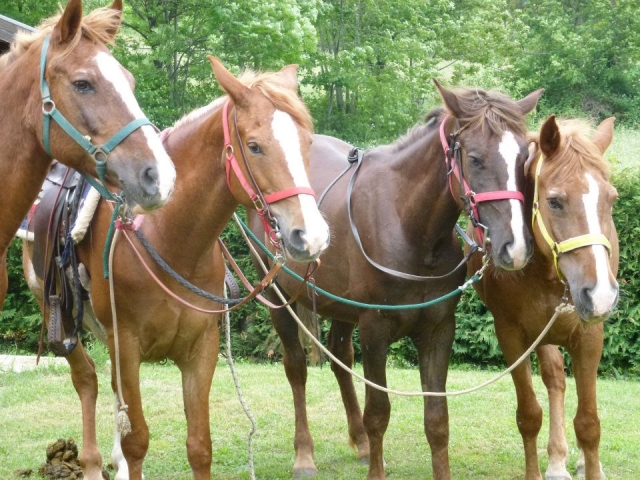  Todos listos para el paseo, solo faltas usted 