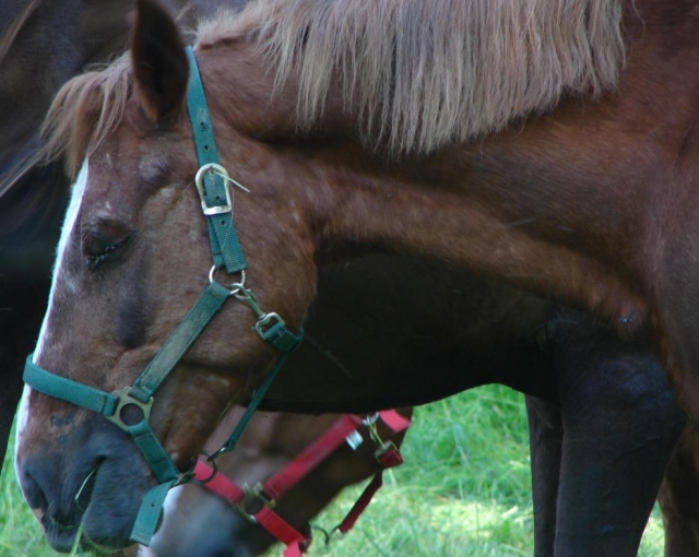  han llegado los caballos 