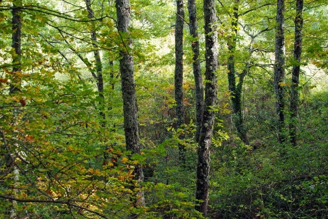  El bosque del Pollino 