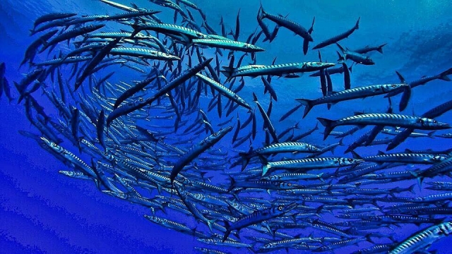  Los habitantes del fondo marino 