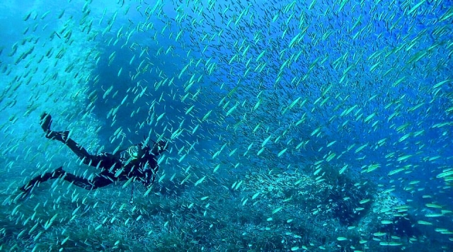  Entre los peces 