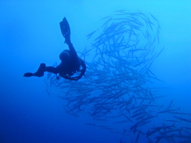  Nadando con los peces 
