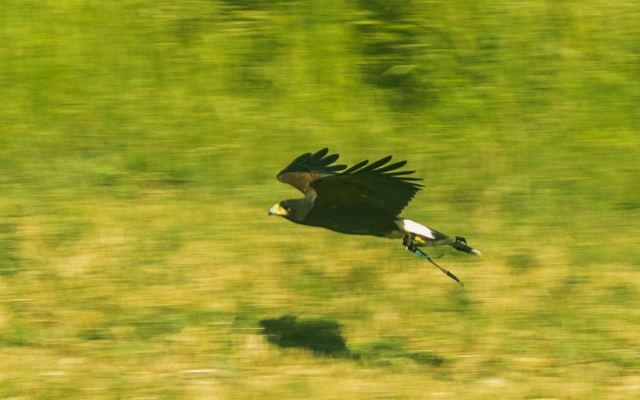  En vuelo 