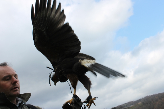  La magia de los halcones 