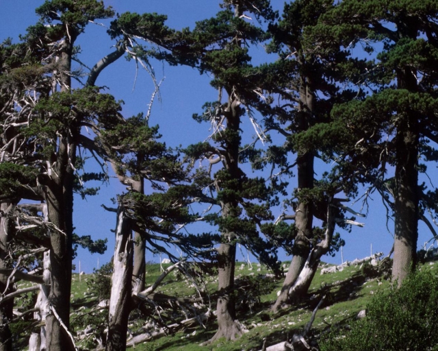 Un Ejemplo de Parque de Aventuras 