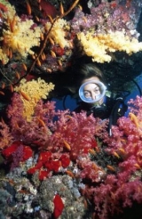  Sorpréndele con los colores y la vivacidad de la vida marina 