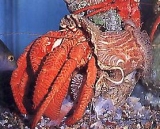  Especímenes Marinos 