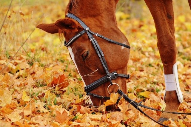  Otoño 