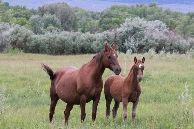  Caballos preciosos