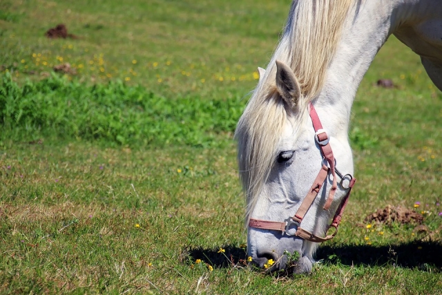  Caballo comiendo 