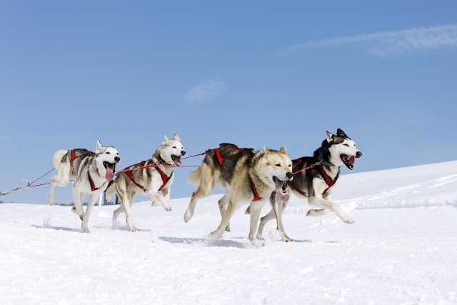  ¿alguna vez le has dejado arrastrar por perros 