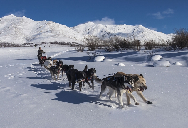  tirados por nuestros huskies?
