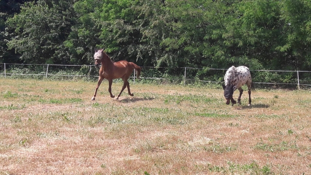 Los caballos en el prado 