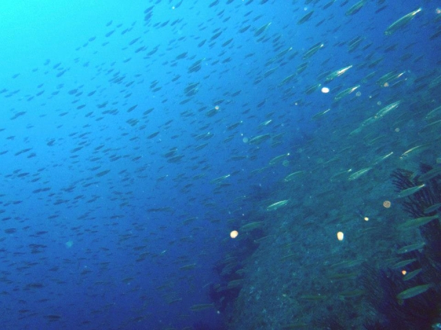  Peces 