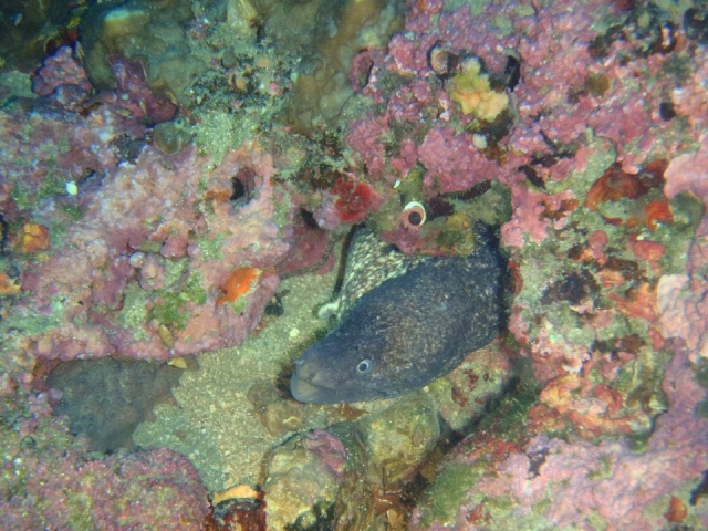  Encuentros submarinos 