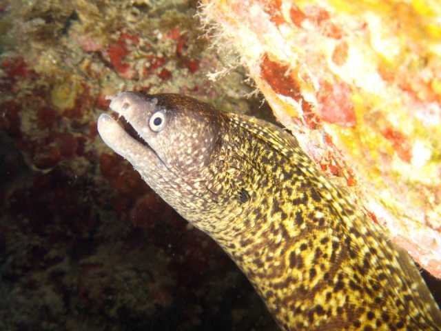  buceo 