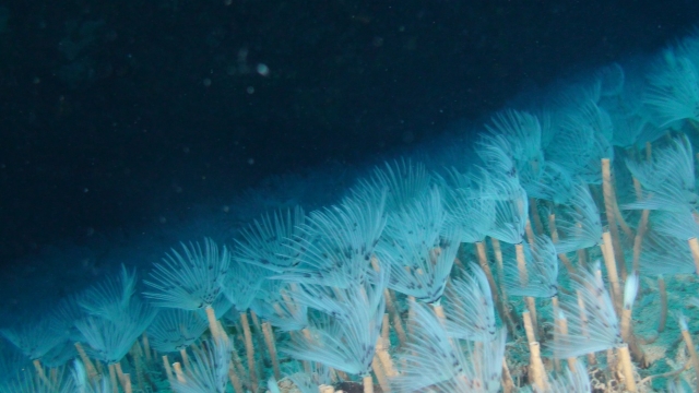  gruta de los spirografi 