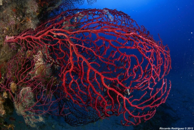  Una maravillosa rama de gorgonia 