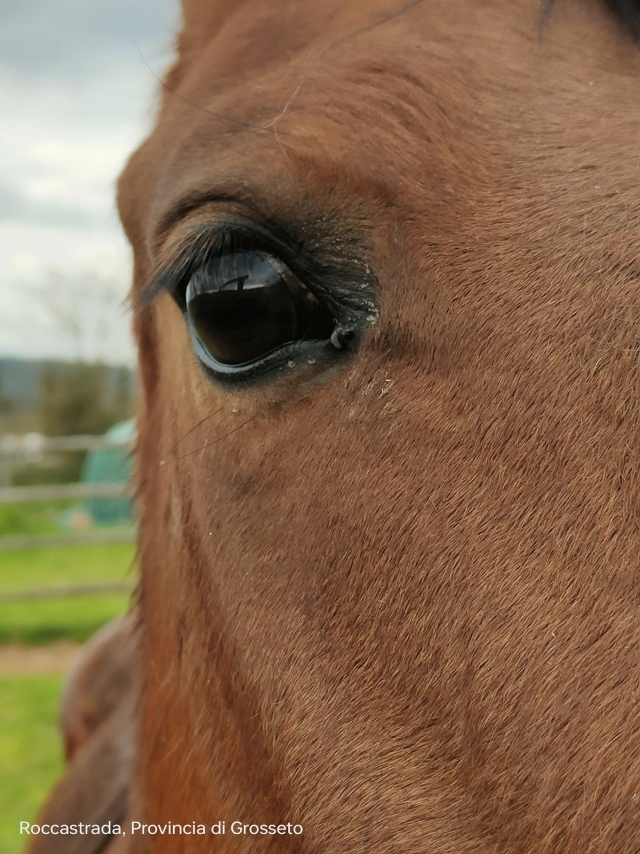  Tome confianza con los caballos 