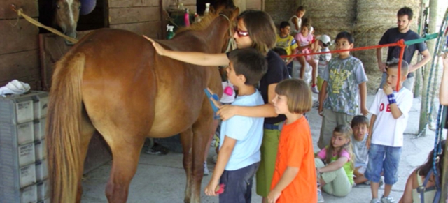  se familiarizan con los caballos 