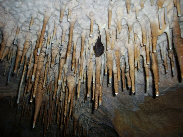  Estalactitas 