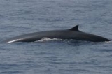  Avistamiento de Ballenas en el Mar de Liguria 
