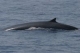 Whale Watch Liguria