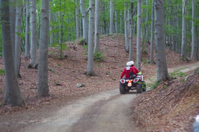  cuatrimoto en el bosque 