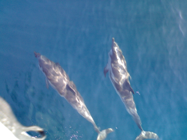 Delfines 