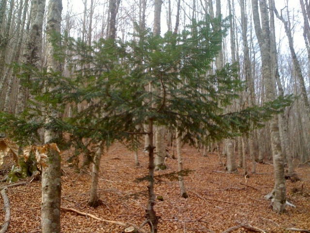  El bosque de hayas 