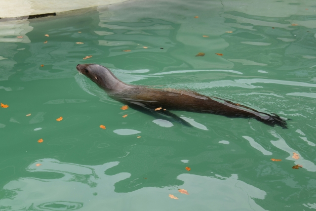  Diversión en Torvaianica 