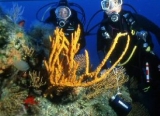  Excursiones de buceo 