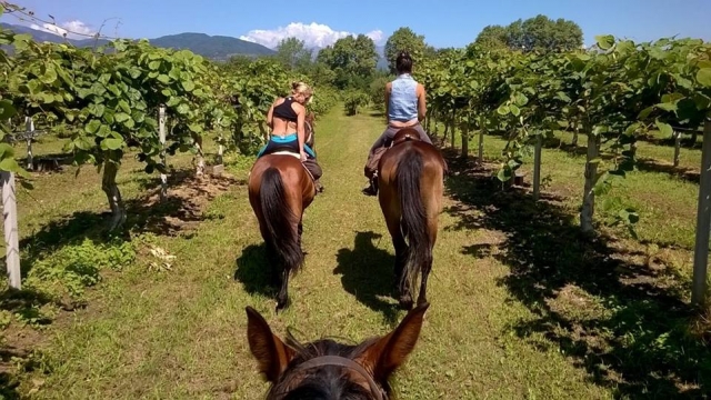  Caballos de excursión 