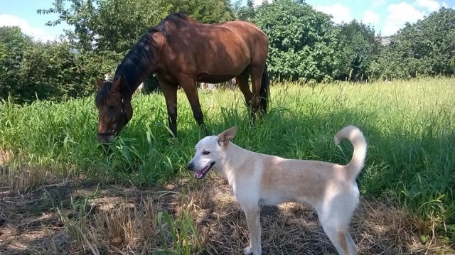  Zarina y Caballito 