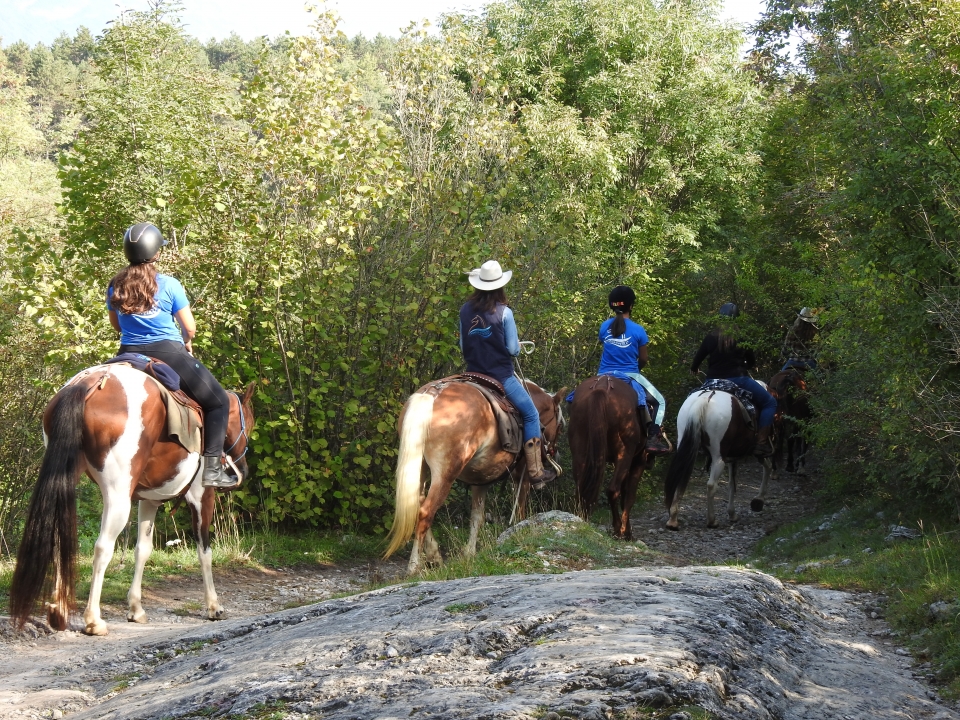  Connection Man Animal 