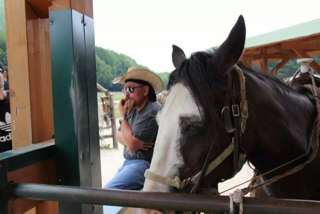  Un caballo espléndido 