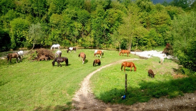  Caballos en el prado 