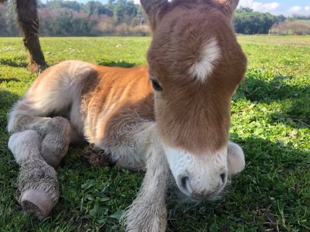 Pequeño pony en nuestro centro ecuestre 