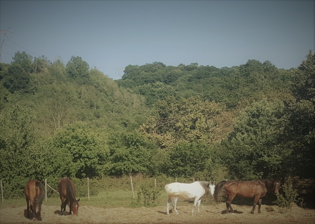  Caballos de diferentes razas 
