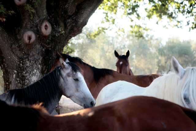  Caballos en grupo 
