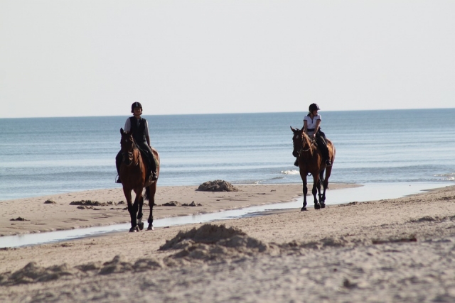  Caballos a la orilla del mar. 