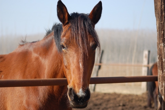  el caballo 