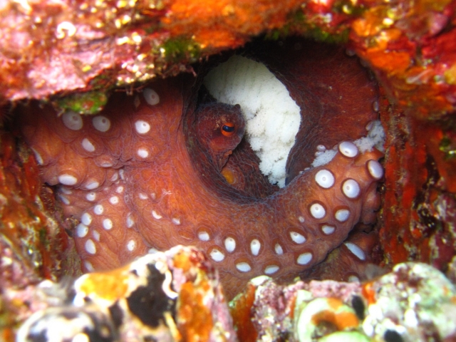  Pulpo 