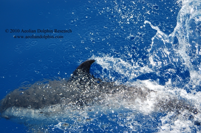  Un delfín Stenella cerca del barco 