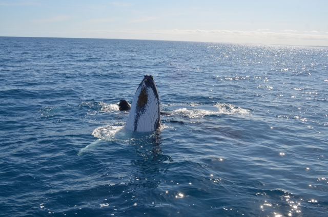  avistamiento de ballenas 