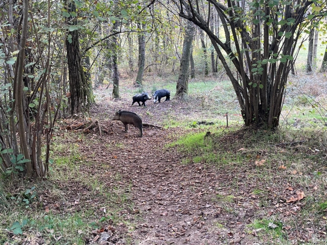  Campo de jalo en plena naturaleza