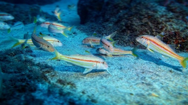  Colores de nuestros fondos marinos 