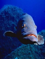  Encuentros submarinos 